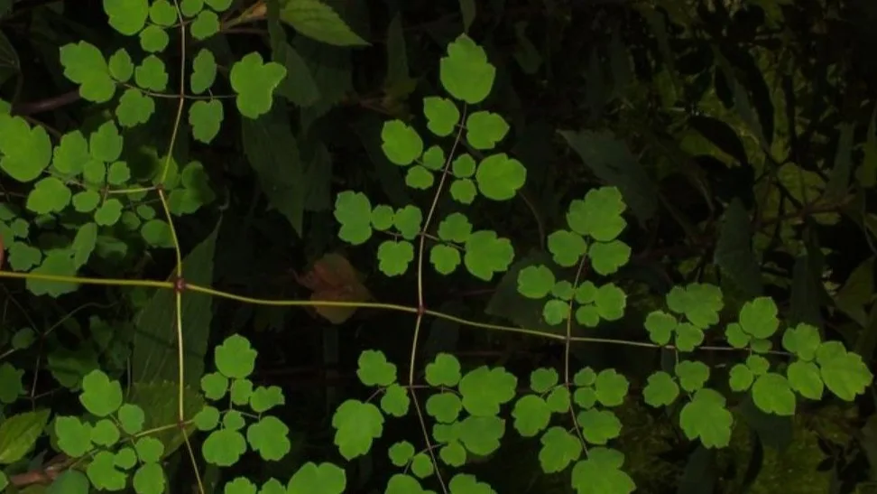 Thổ Hoàng Liên (Rhizoma Thalictri)