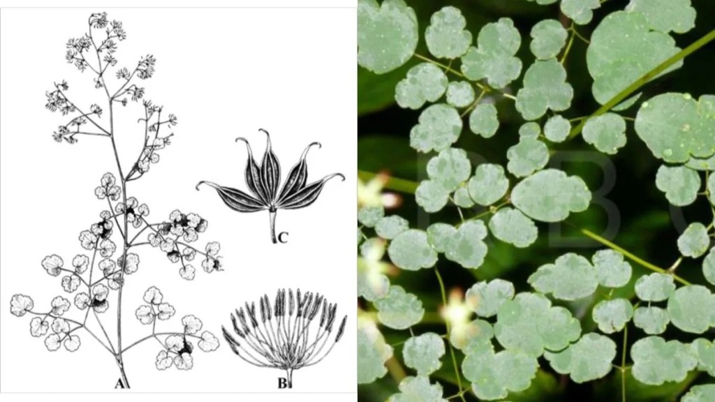 Thổ Hoàng Liên (Rhizoma Thalictri)