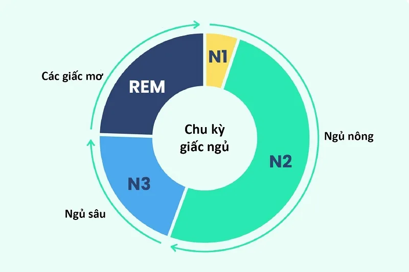 Giải Mã Các Chu Kỳ Giấc Ngủ: Chìa Khóa Để Luôn Tỉnh Táo Và Tràn Đầy Năng Lượng